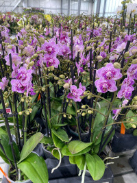Phal A2 1-tak Cascade TerLaak Mix 12/60