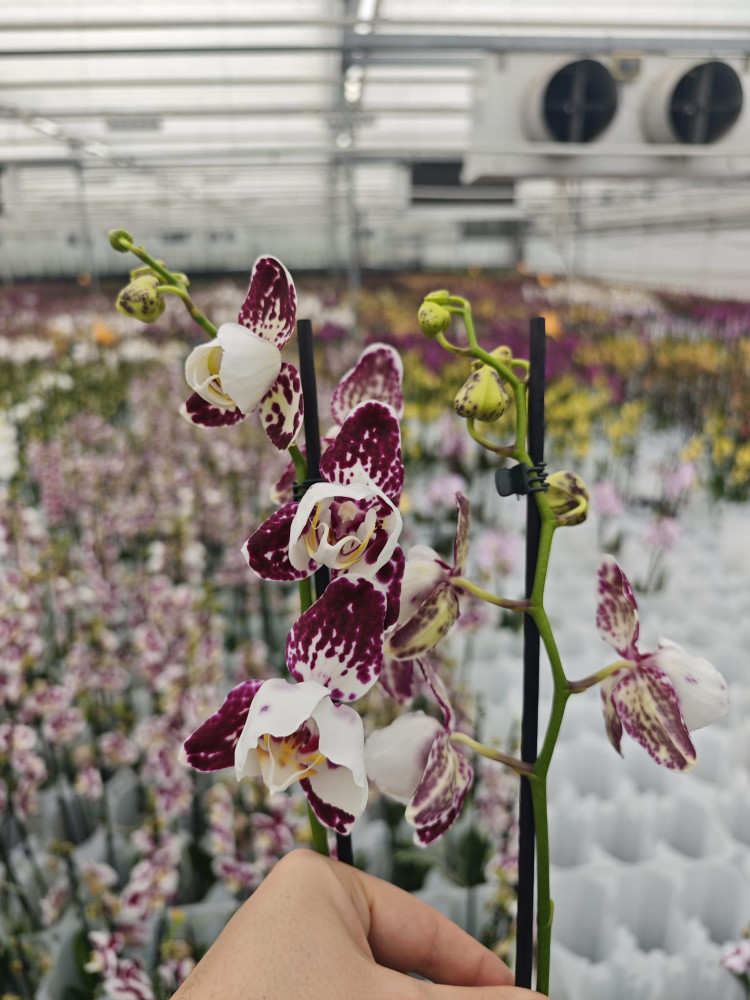 Phal Mutant Marakech 12/50