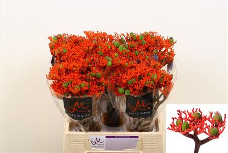 Jatropha Firecrack 35 cm