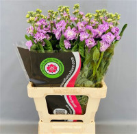Matthiola Cherry Blue X10
