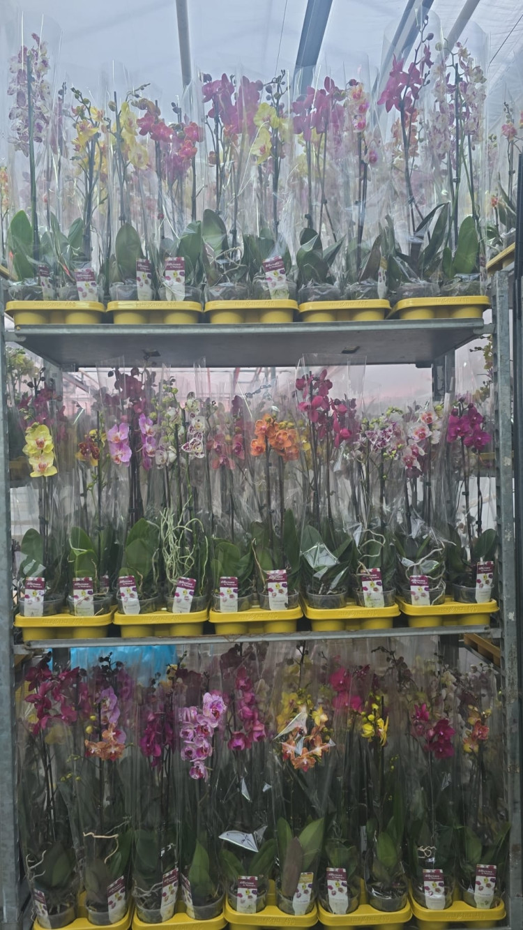 Phal Mutant Kort Mix Phalaenova 12/40