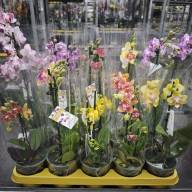 Phal Mutant Kort Mix Phalaenova 12/40 - зображення_viber_2025-05-23_12-59-03-263