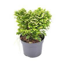 Selaginella Jori 9/15