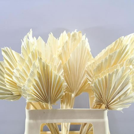 Palma Spear Medium Bleached  Holland