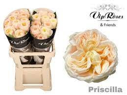 Rose Priscilla 40 sm
