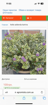 Hebe Variegata 14/25