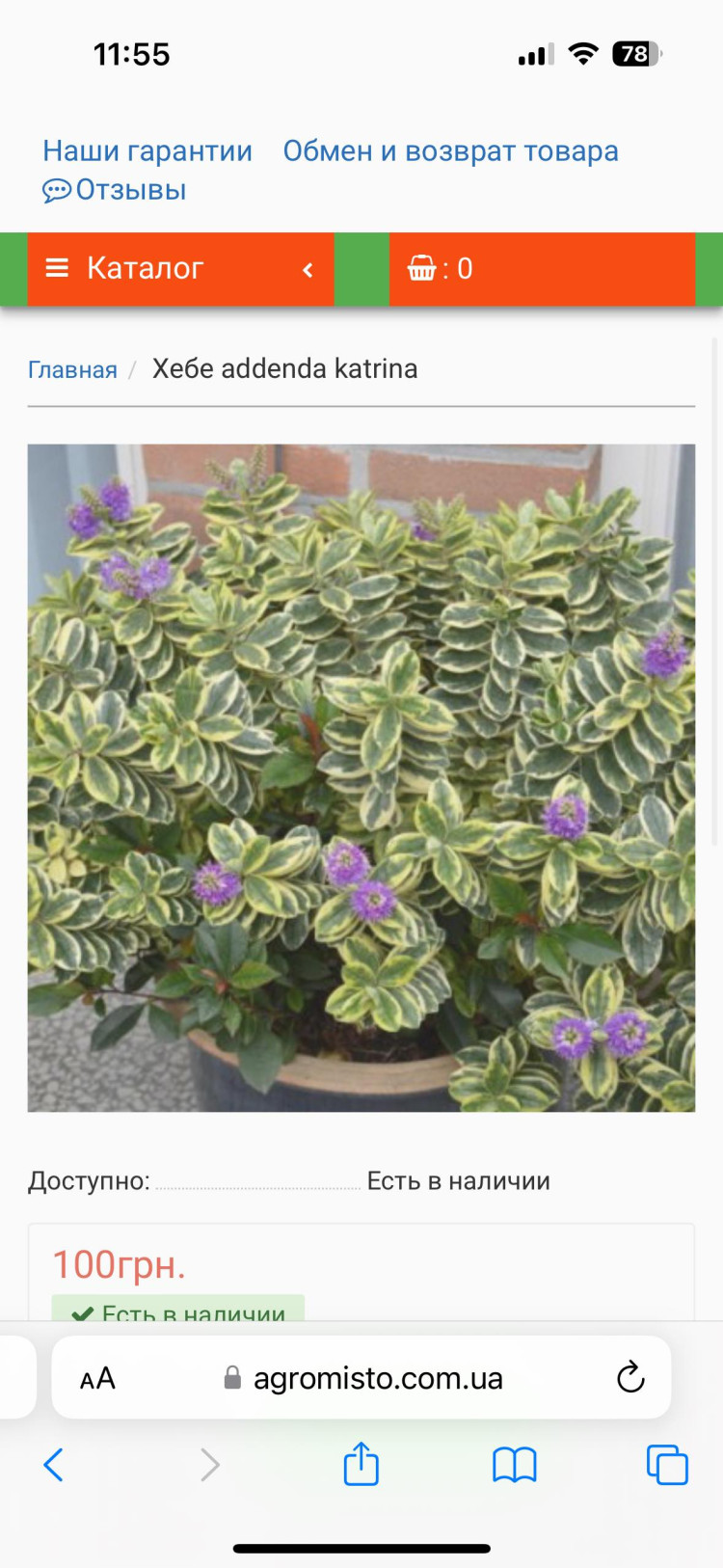 Hebe Variegata 14/25