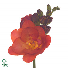Fr Du Mandarine