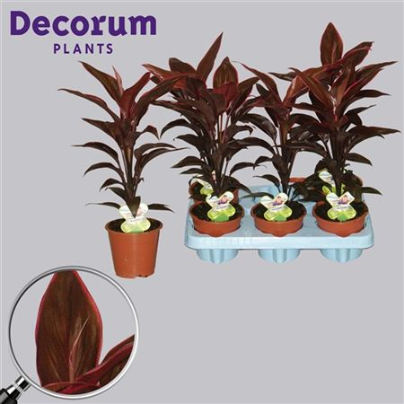 Cordyline Mambo (decorum)