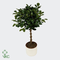 Ficus Mi Moclame Stam