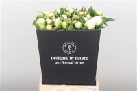Paeonia Duches Nemo White 55 cm Holland Х10