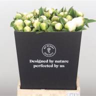 Paeonia Duches Nemo White 55 cm Holland Х10 - Paeonia Duches Nemo White X10 Holland