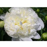 Paeonia Duches Nemo White 55 cm Holland Х10 - Paeo-L-Duches-D-Nemo2-500x600