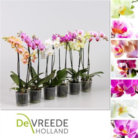 Phal Pot 9 (clock)