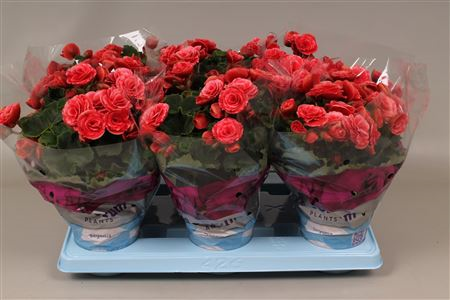 Begonia Du Borias 14/50