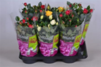 Rosa Palace Mix (clock)