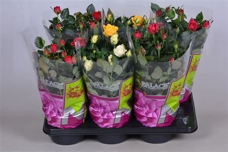 Rosa Palace Mix (clock)