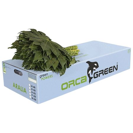Aralia Gt Orca
