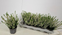 Calluna Mix  27/25