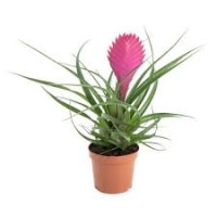 Tillandsia Cyanea 9/26