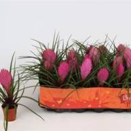 Tillandsia Cyanea 9/26 - X1023898_H_1