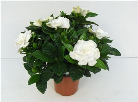 Gardenia Jasmin 9/15