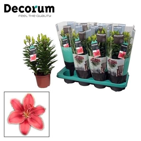 Lilium Aziaat Mix 13/35