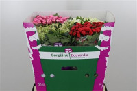 Bouvardia Z MIX X10