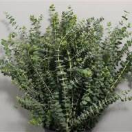 Eucalipt Polyanthemos Fru 70sm - eucalyptus-baby-blue