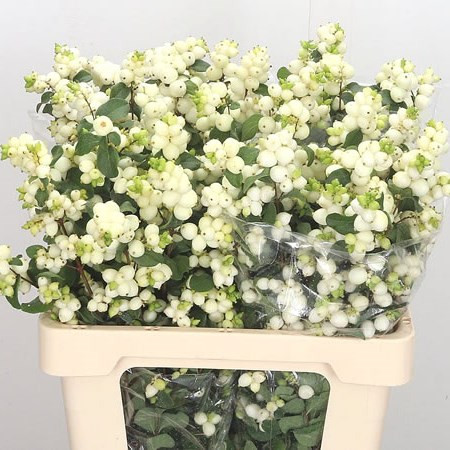 Sympho Mag Lemon and Lime 60 sm