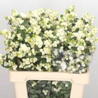 Sympho Mag Lemon and Lime 60 sm - Sympho Mag Lemon and Lime 60 sm