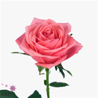 Rose Ace Pink 60 sm