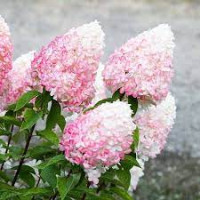 Hydrangea Rose Pink 13/30