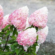 Hydrangea Rose Pink 13/30