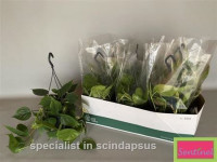 Philodendron Scandens Brasil 17/80