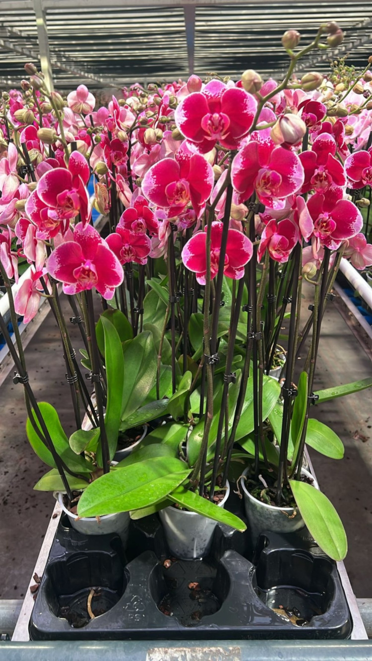 Phal 3-tak Faction 12/55