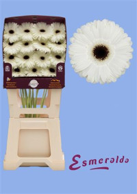Gerbera Mini Juna X25 Holland