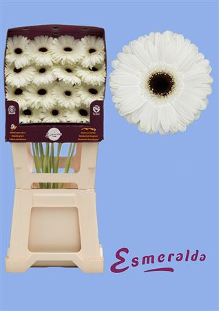Gerbera Mini Juna X25 Holland