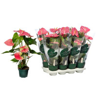 Anthurium Colorado 14/50