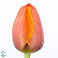 Tulp En Ad Rem Holland