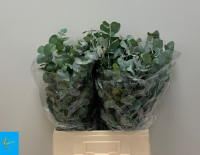 Eucalipt Cinerea Per Bos 70 sm 300g