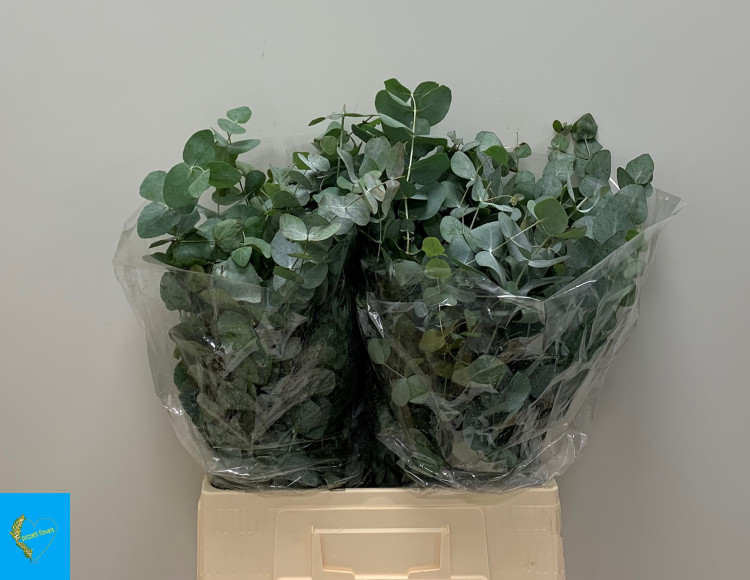 Eucalipt Cinerea Per Bos 70 sm 300g