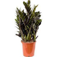 Zamioculcas Zamiifolia 12/65