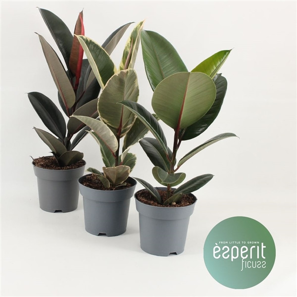 Ficus El Ov 17/65
