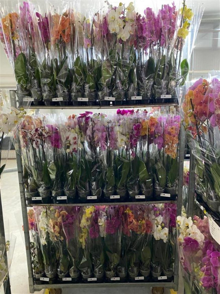 Phal 1-2-3 Orhids Mix Budget 12/50