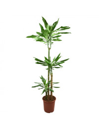 Dracaena Fragranc Steudneri 3pp 24/150