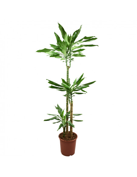 Dracaena Fragranc Steudneri 3pp 24/150