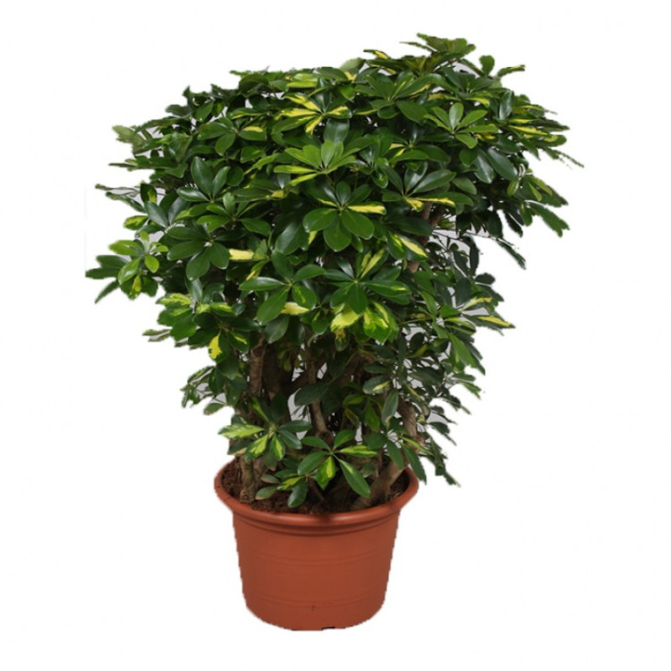 Schefflera Gold Capella 19/80 Stam