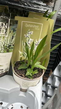 Garden Orchids Mix 12/50