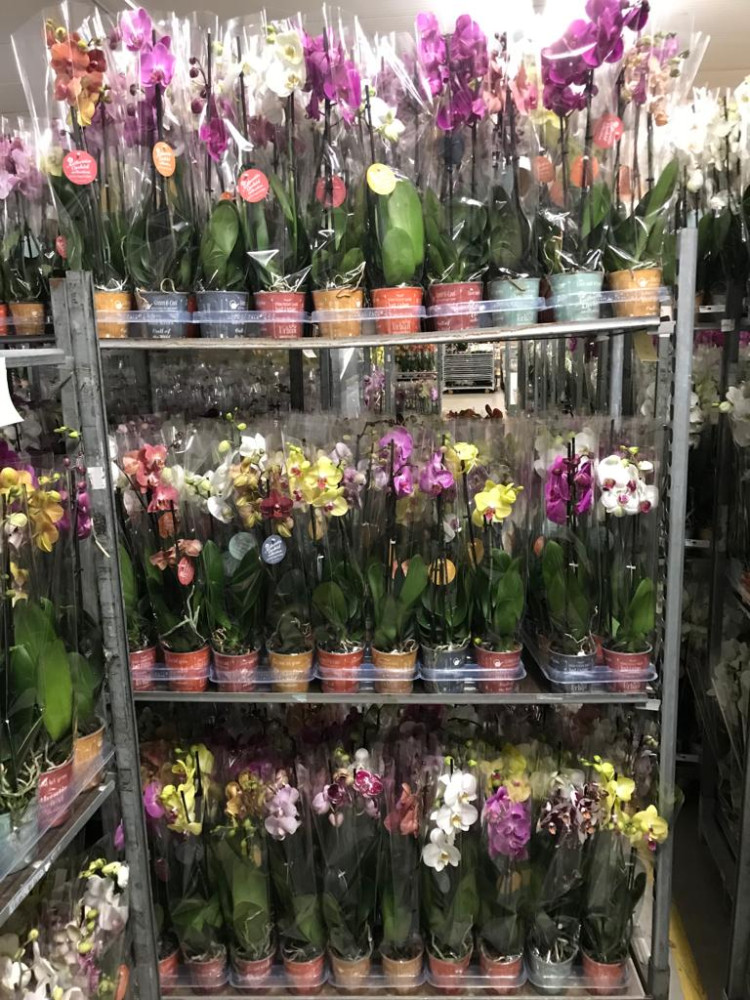 Phal 2-tak Authentic Mix 12/70